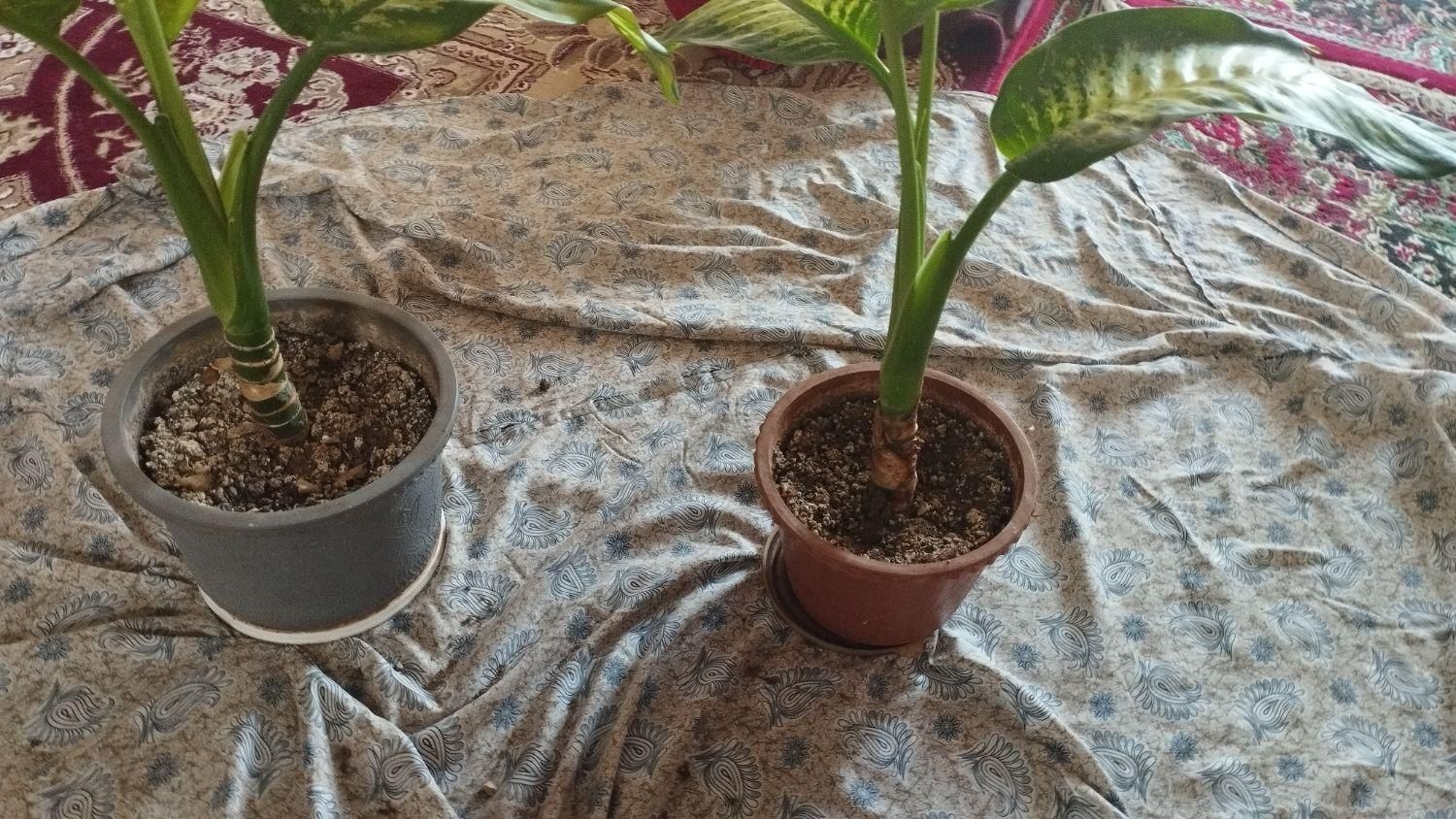 گل دیفن باخیا|گل و گیاه طبیعی|اهر, |دیوار