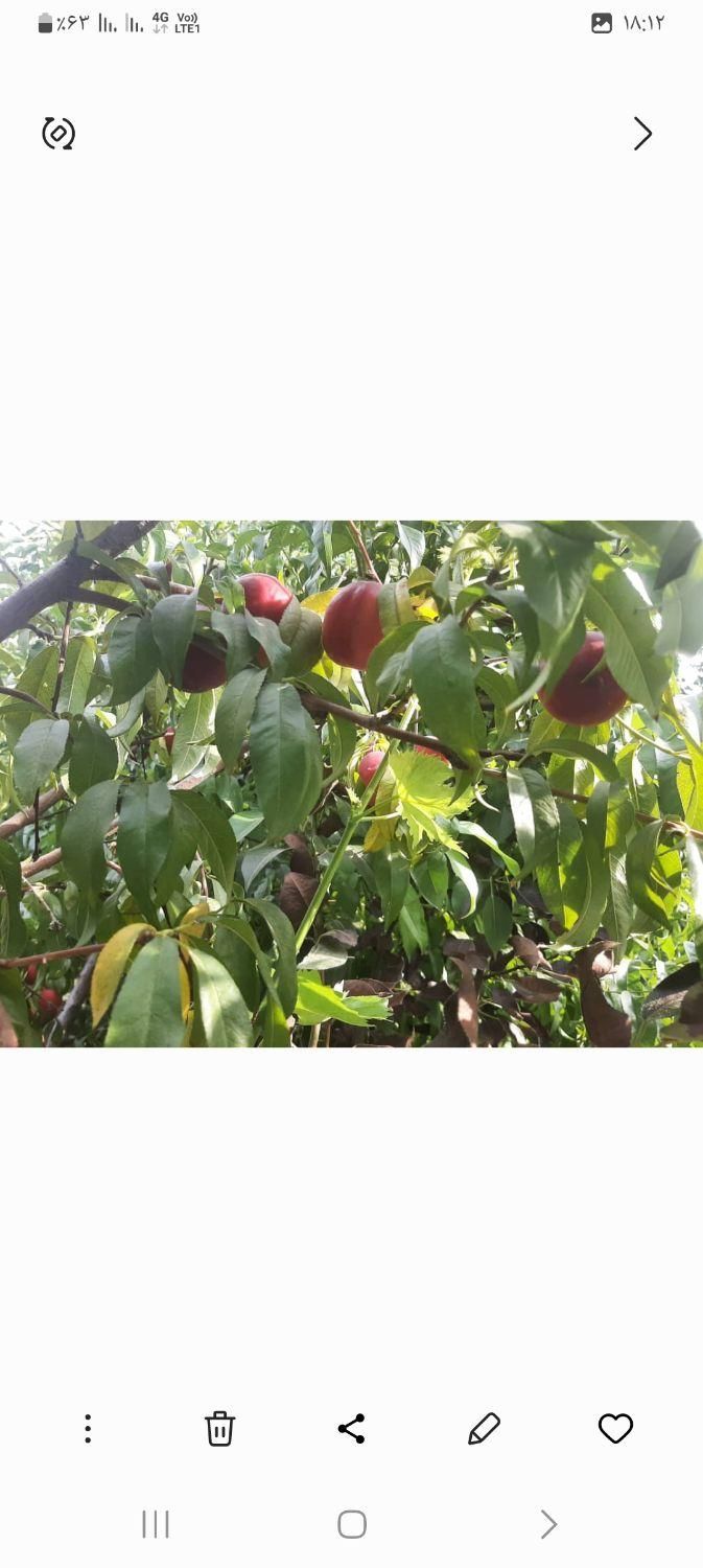 فروش خانه ویلایی ۶۰ متری ۱ خوابه|فروش خانه و ویلا|کهریزک, |دیوار