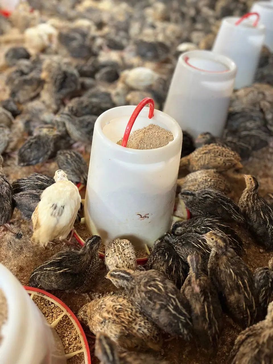 بلدرچین گوشتی و تخم گذار درجه 1|حیوانات مزرعه|تهران, فردوسی|دیوار