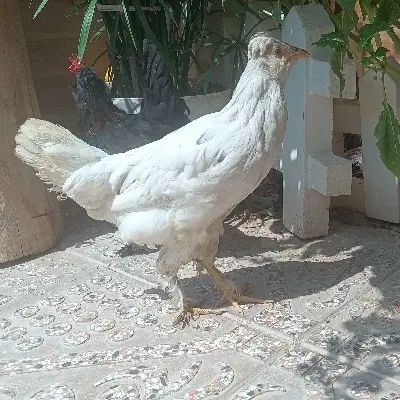 4 جوجه رسمی پاپر.2مرغ. 1بوقلمون ماده|حیوانات مزرعه|کرج, آق تپه|دیوار