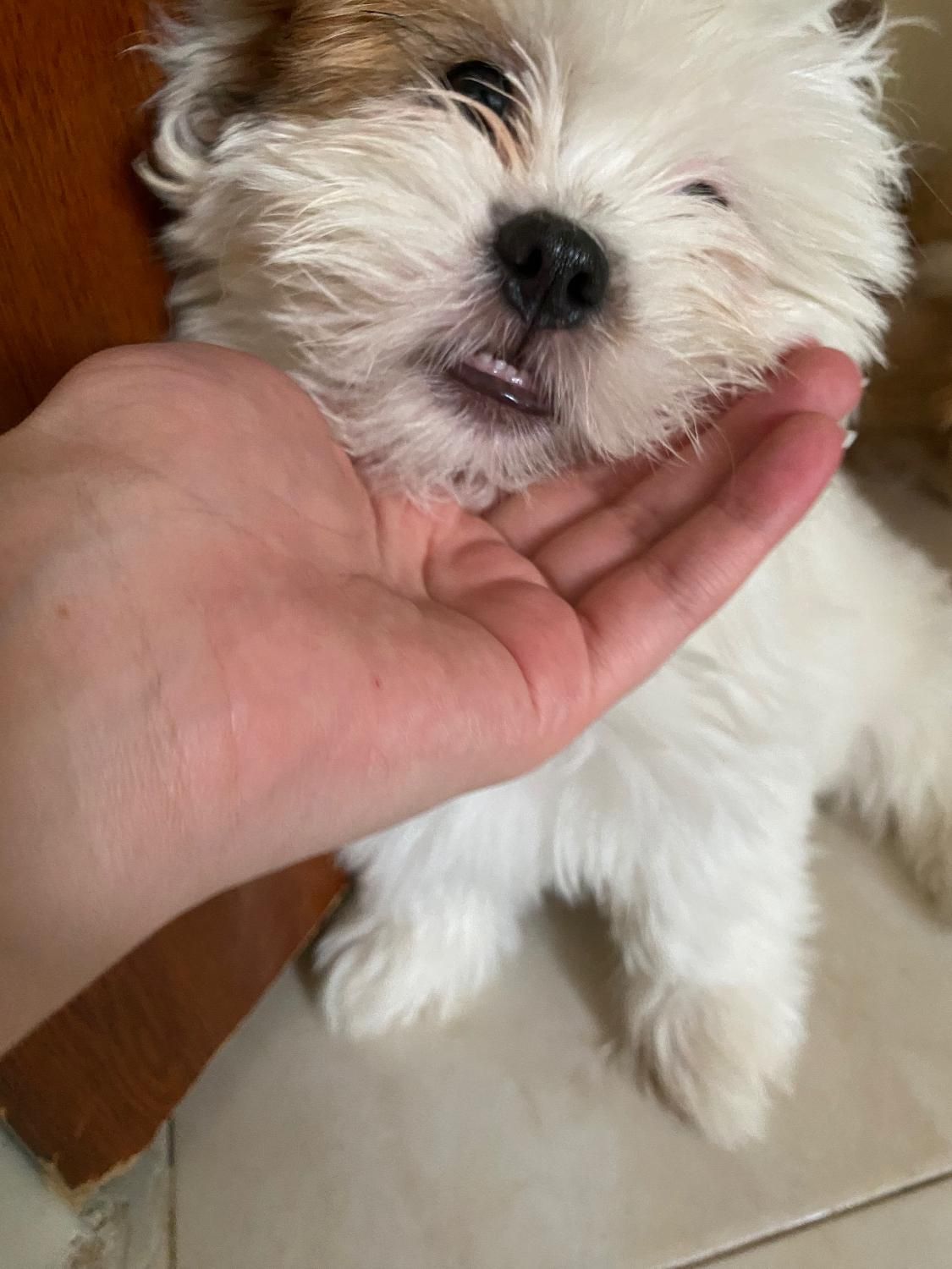 توله سگ|سگ|قزوین, |دیوار