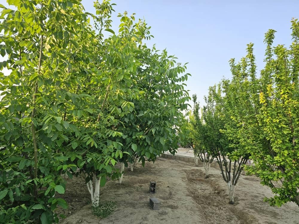 باغ و باغچه147متری /درختان10ساله میوه،کنتوربرق|فروش زمین و ملک کلنگی|تهران, امیریه|دیوار