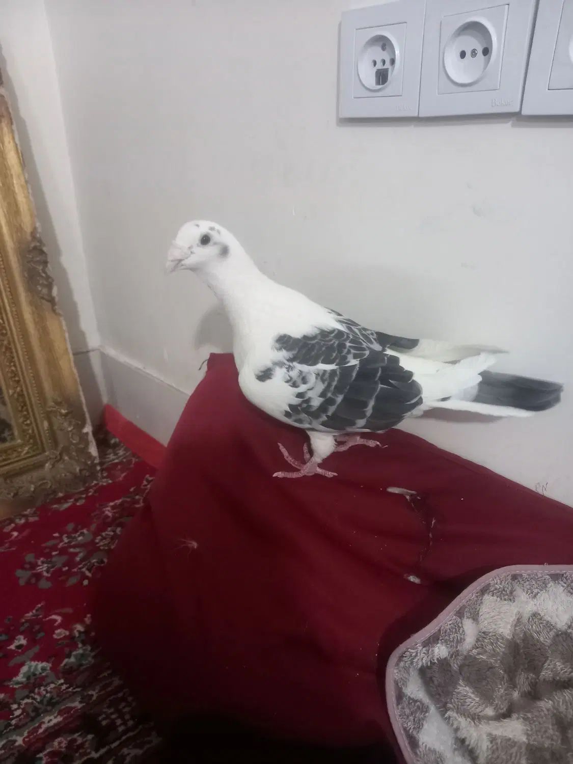 گراف|پرنده|مشهد, علی آباد|دیوار