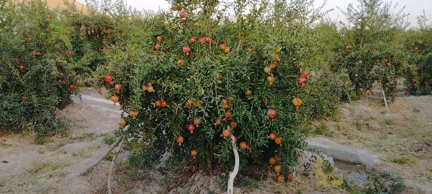 نهال انار درجه یک سیاب|خدمات باغبانی و درختکاری|طرهان, |دیوار