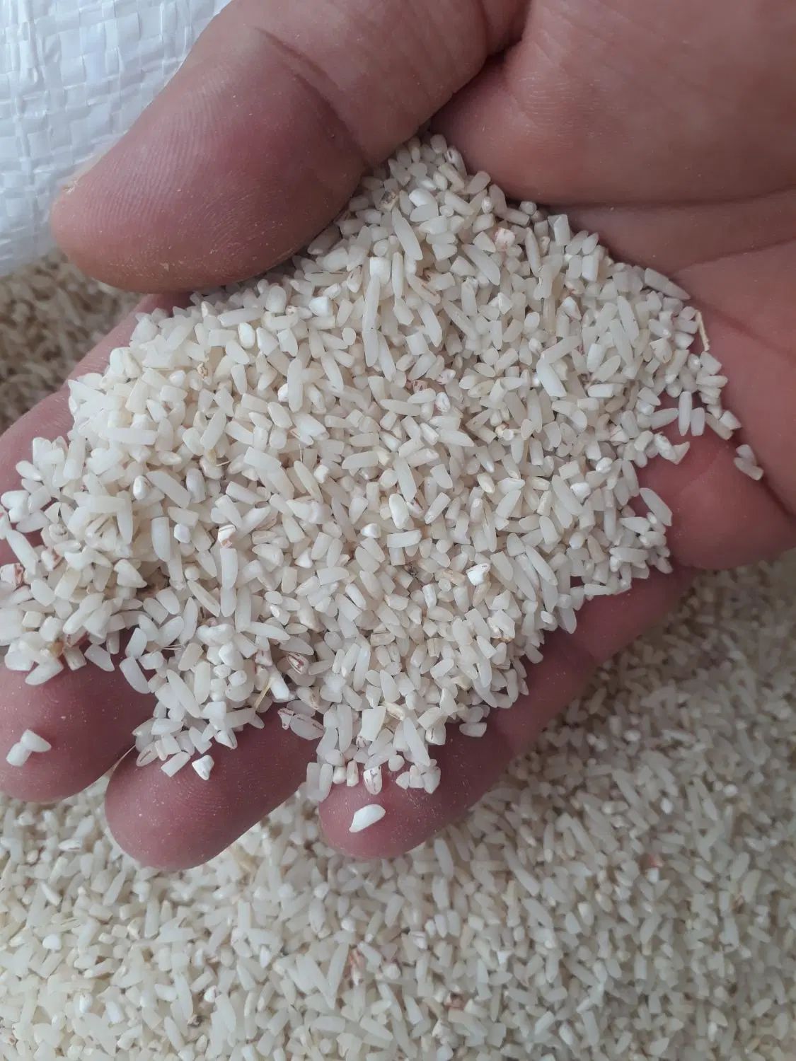 نیمدانه هاشمی  از شهرستان شفت چوبر ۱۲ کیلو|خوردنی و آشامیدنی|رشت, پل تالشان|دیوار
