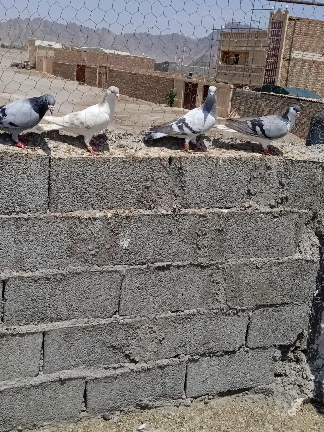 کبوتر|پرنده|زاهدان, |دیوار