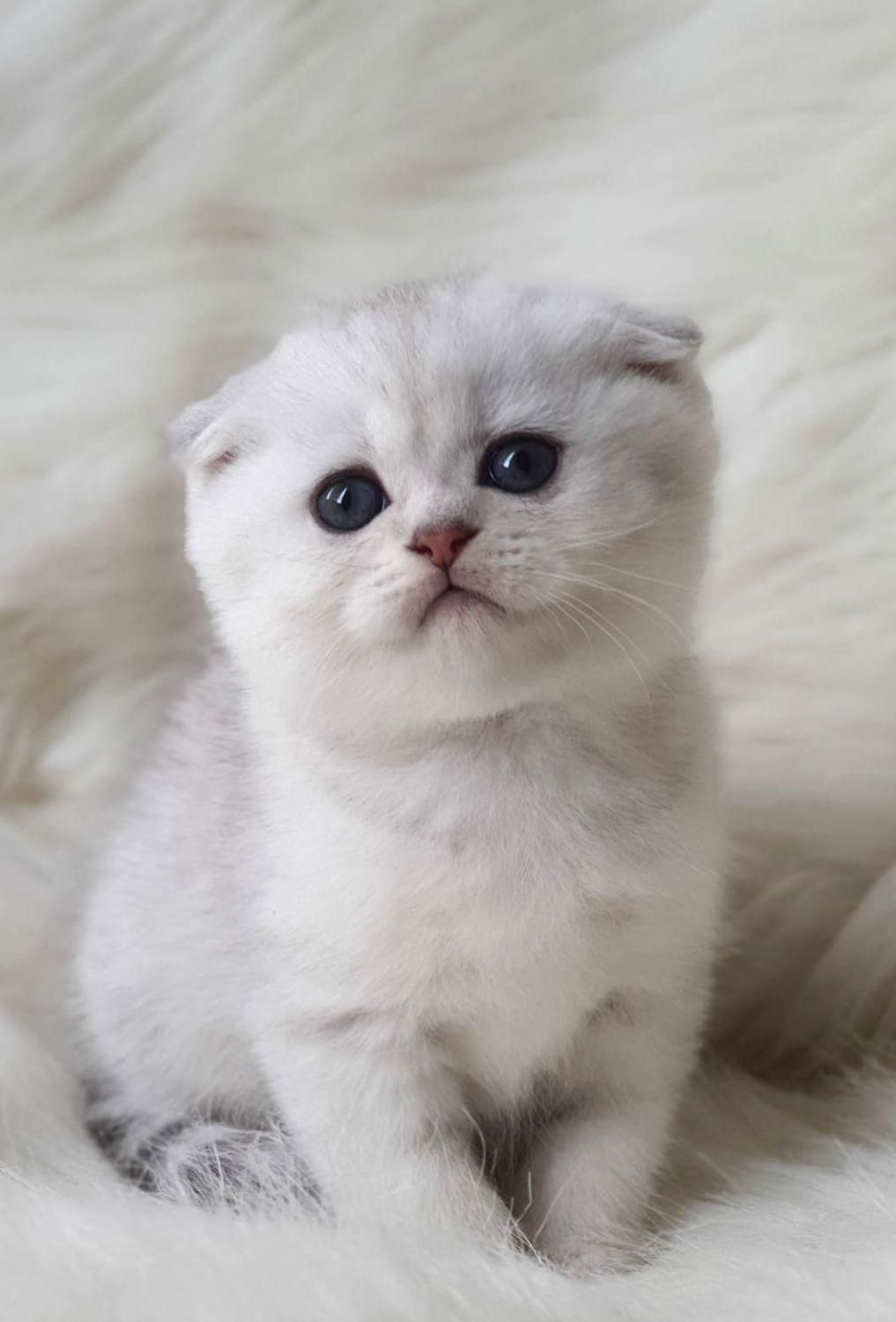 گربه اسکاتیش و بریتیش|گربه|مشهد, الهیه|دیوار