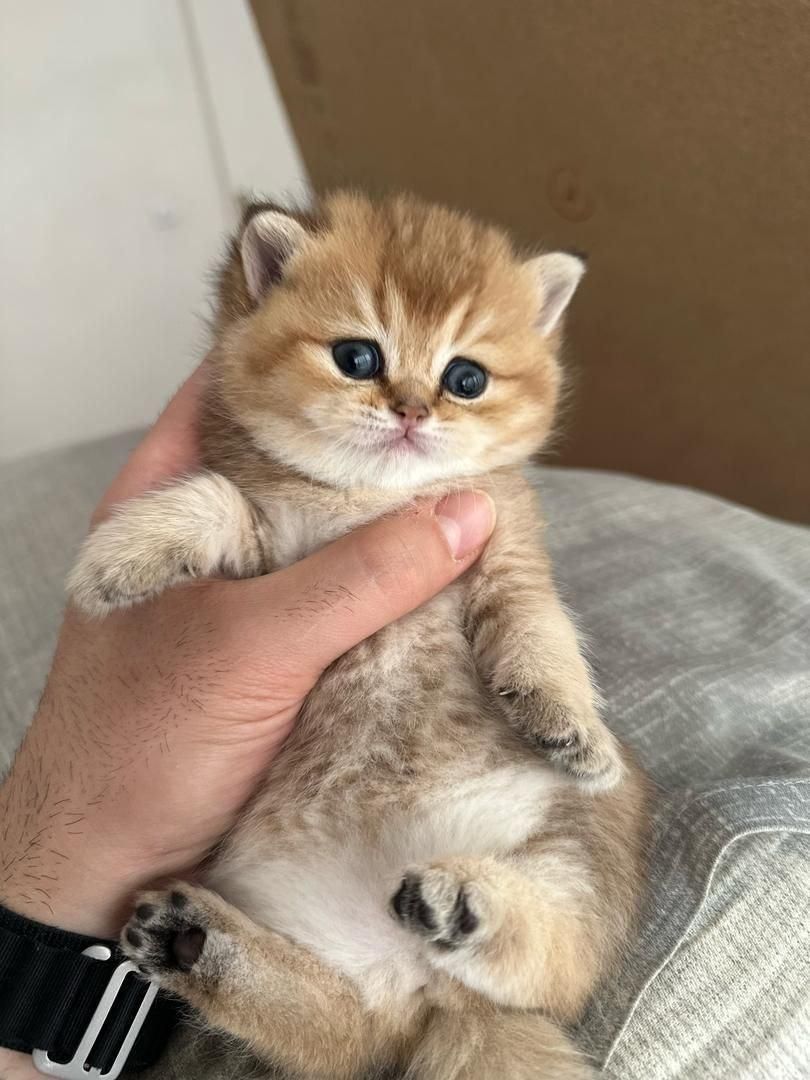 مجموعه گربههای فسقلی ( کانال میوهاپ )|گربه|خرمآباد, |دیوار