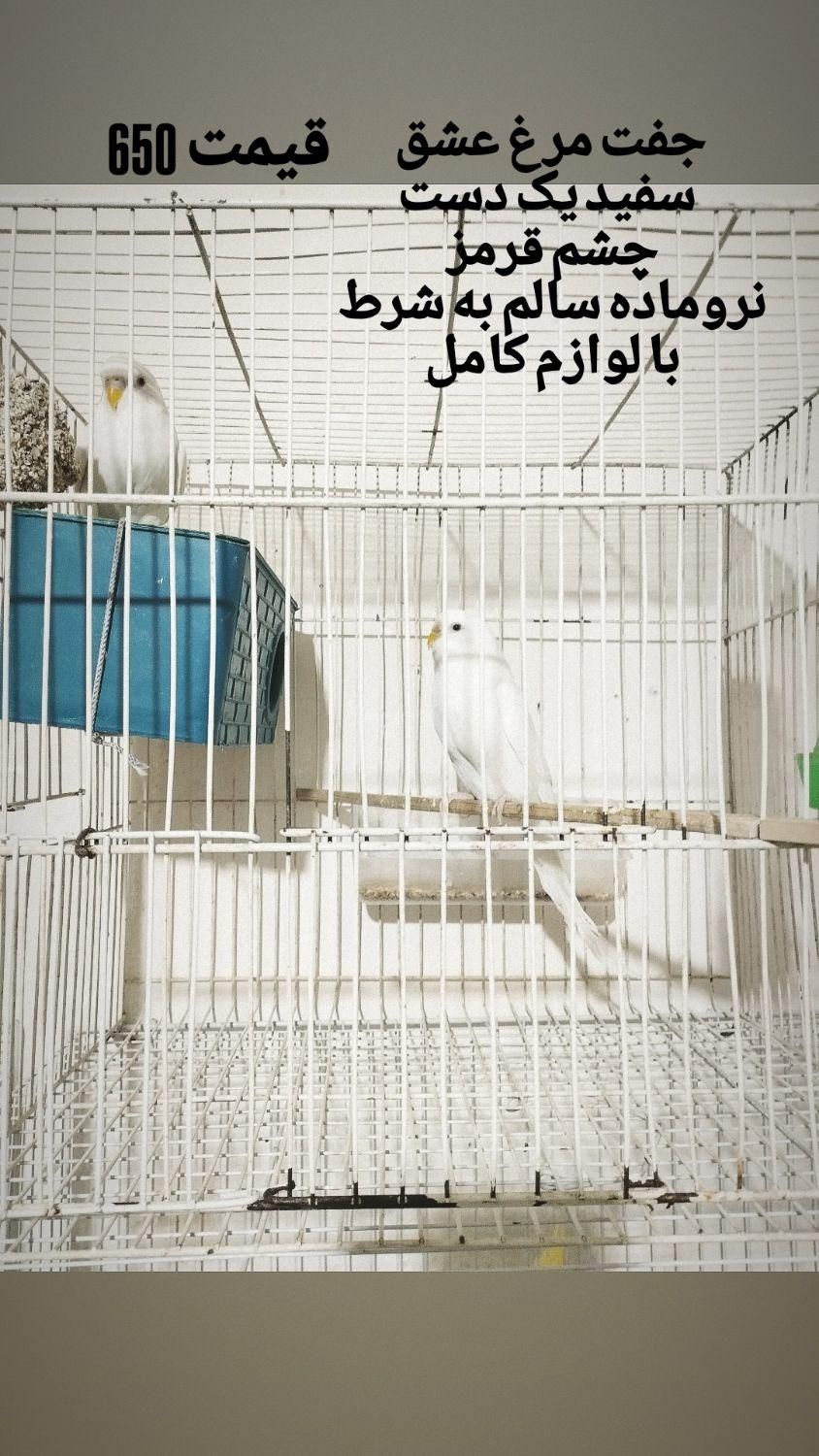 عروس هلندی لوتینو آلبینو ابلغ جفت مولد سالم بشرط|پرنده|مشهد, کوی المهدی|دیوار