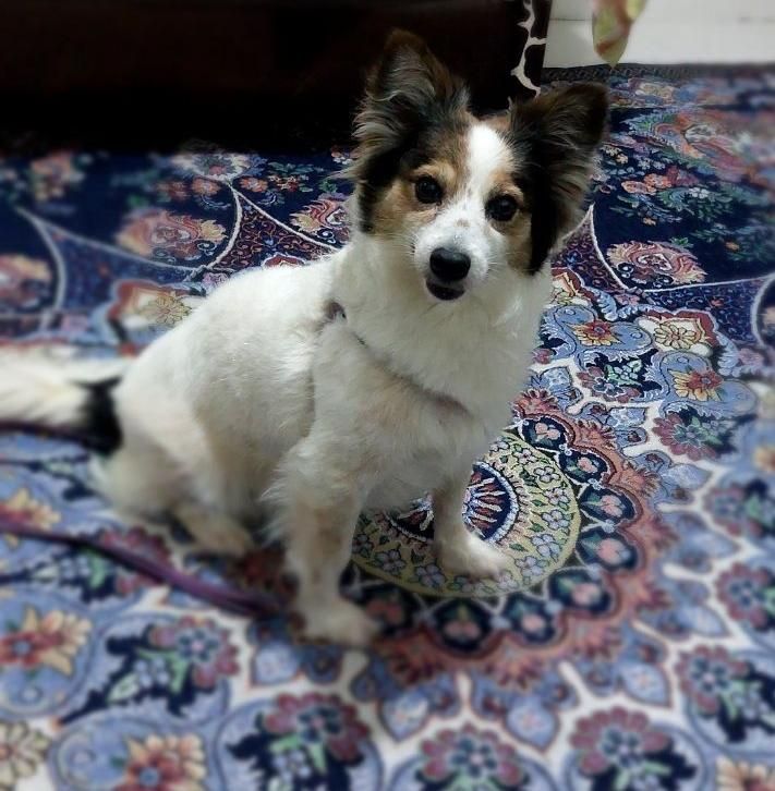 پامر اشپیتز|سگ|رباط‌کریم, نصیرشهر|دیوار