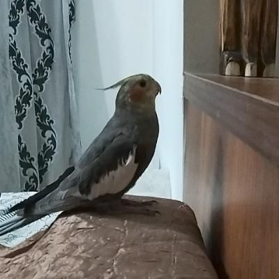 عروس هلندی نر گمشده|حیوانات|پرند, |دیوار