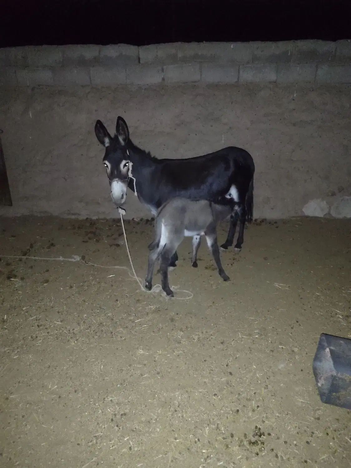 شیرالاغ کرمان شهرستان بردسیرروستای نارپ|خوردنی و آشامیدنی|بردسیر, |دیوار