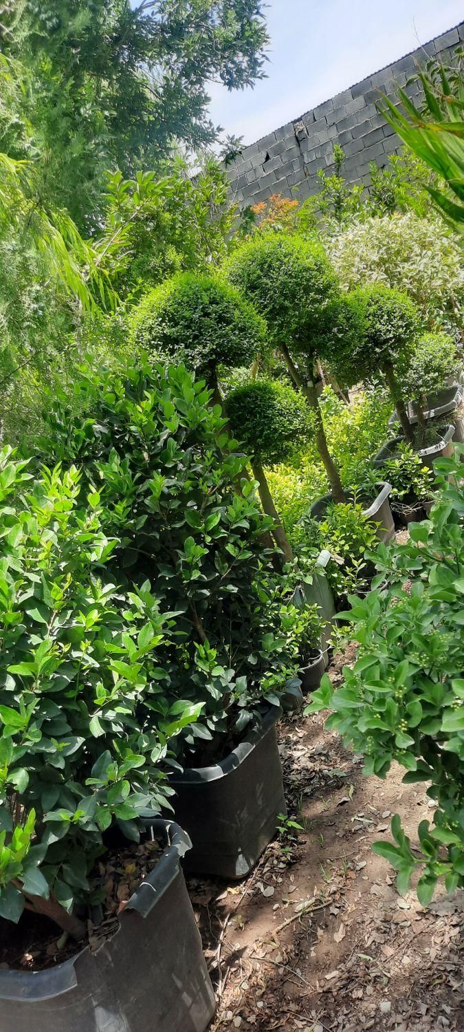 گل  و گیاه  زینتی   نمونه|خدمات باغبانی و درختکاری|صباشهر, |دیوار