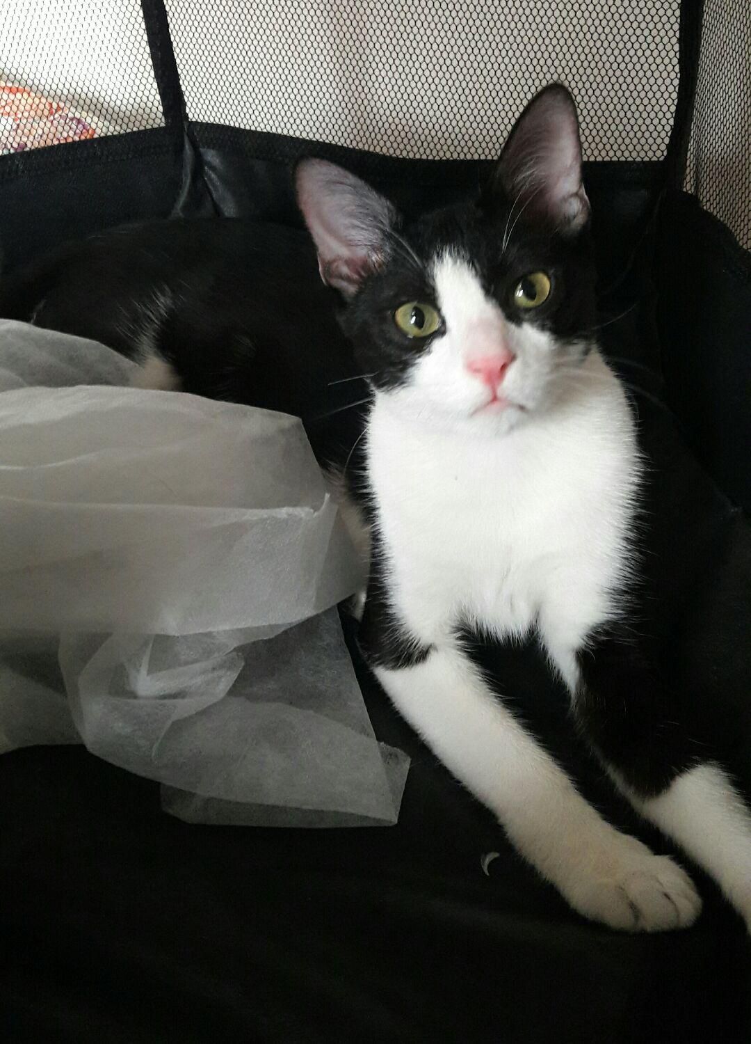 واگذاری گربه ده ماهه به نام تامی و سامی|گربه|نوشهر, |دیوار