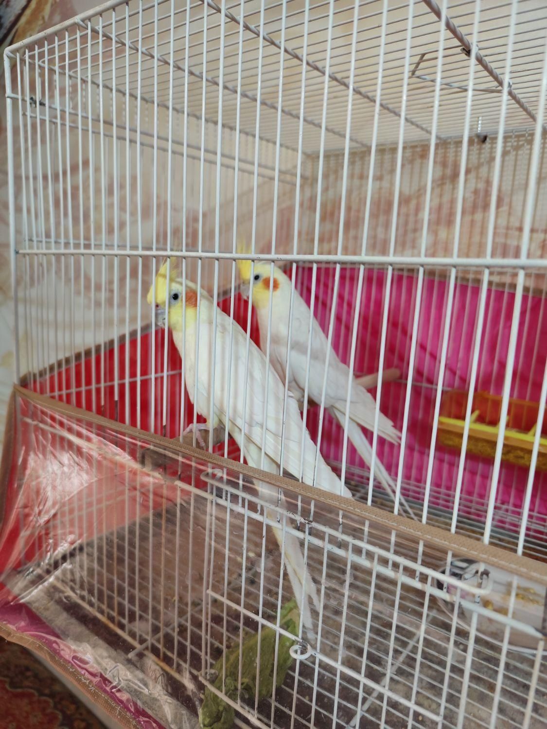 دو جفت عروس هلندی لوتینو البینو|پرنده|مشهد, شهید علی محمدی|دیوار