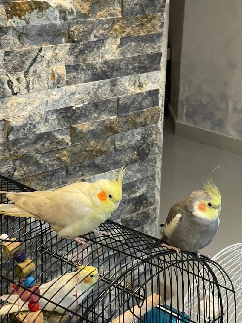 یک جفت عروس هلندی نرو ماده ارام|پرنده|رشت, دیلمان|دیوار