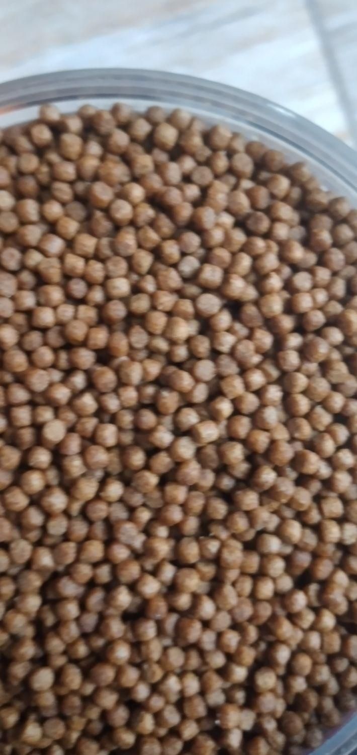 ماهی کوی در انواع رنگ و نژاد(حتی تکی)|ماهی|رشت, جانبازان|دیوار