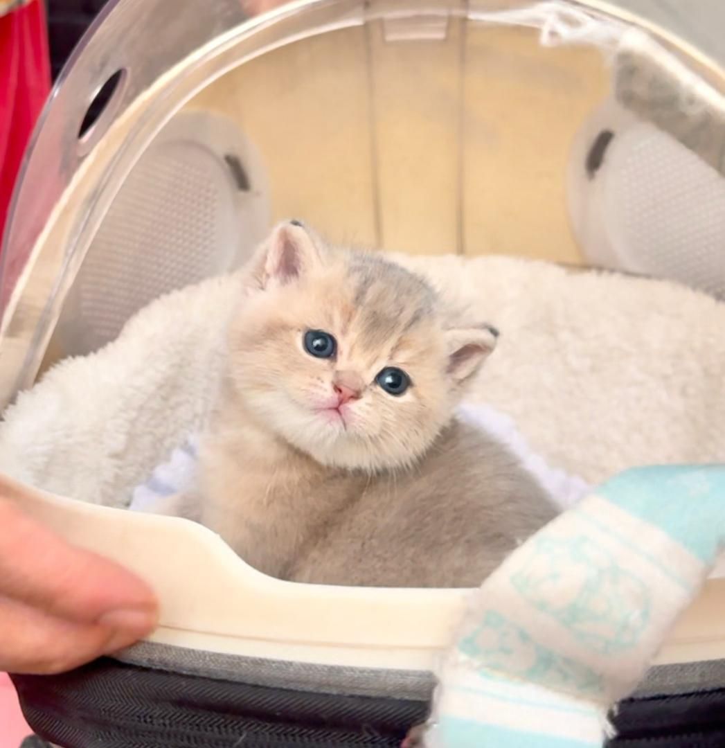 کانال گربه‌ها (پرشین/بریتیش/اسکاتیش)|گربه|کرمانشاه, |دیوار