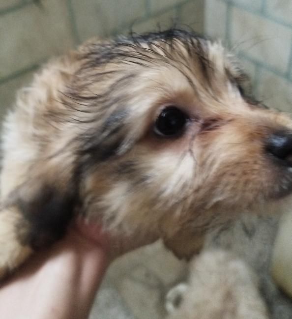 توله سگ پا کوتاه بسیار خوشگل|سگ|ورامین, ورامین|دیوار