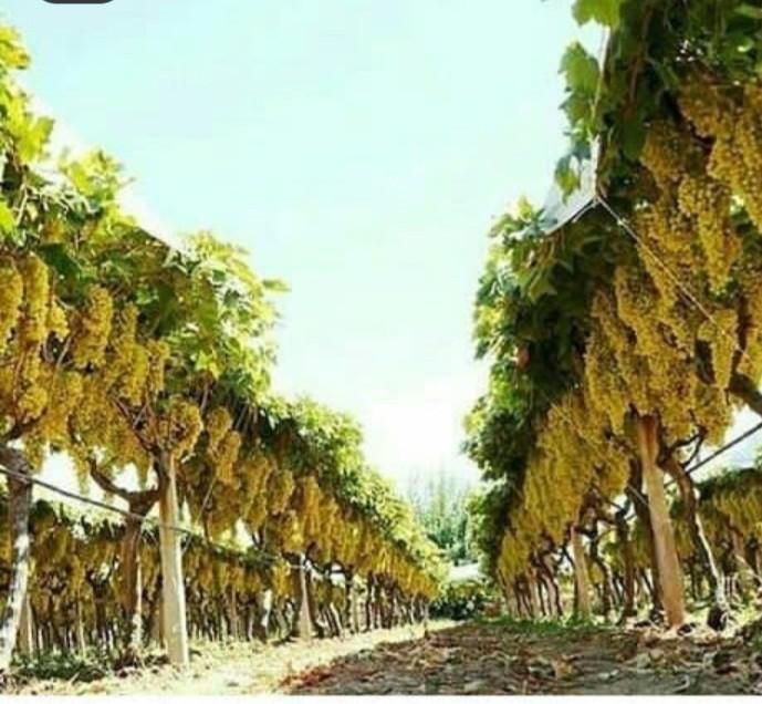 پایه بتنی فنس کشی دور باغ داربست بست انگور|عمده‌فروشی|شال, |دیوار