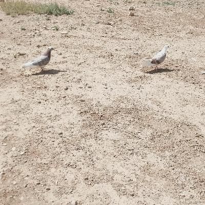 جوجه زاغ آبادانی و شازده|پرنده|اراک, |دیوار