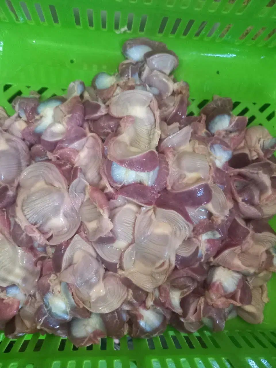 فروش سنگدان مرع گوشتی|خوردنی و آشامیدنی|اصفهان, شهرستان|دیوار