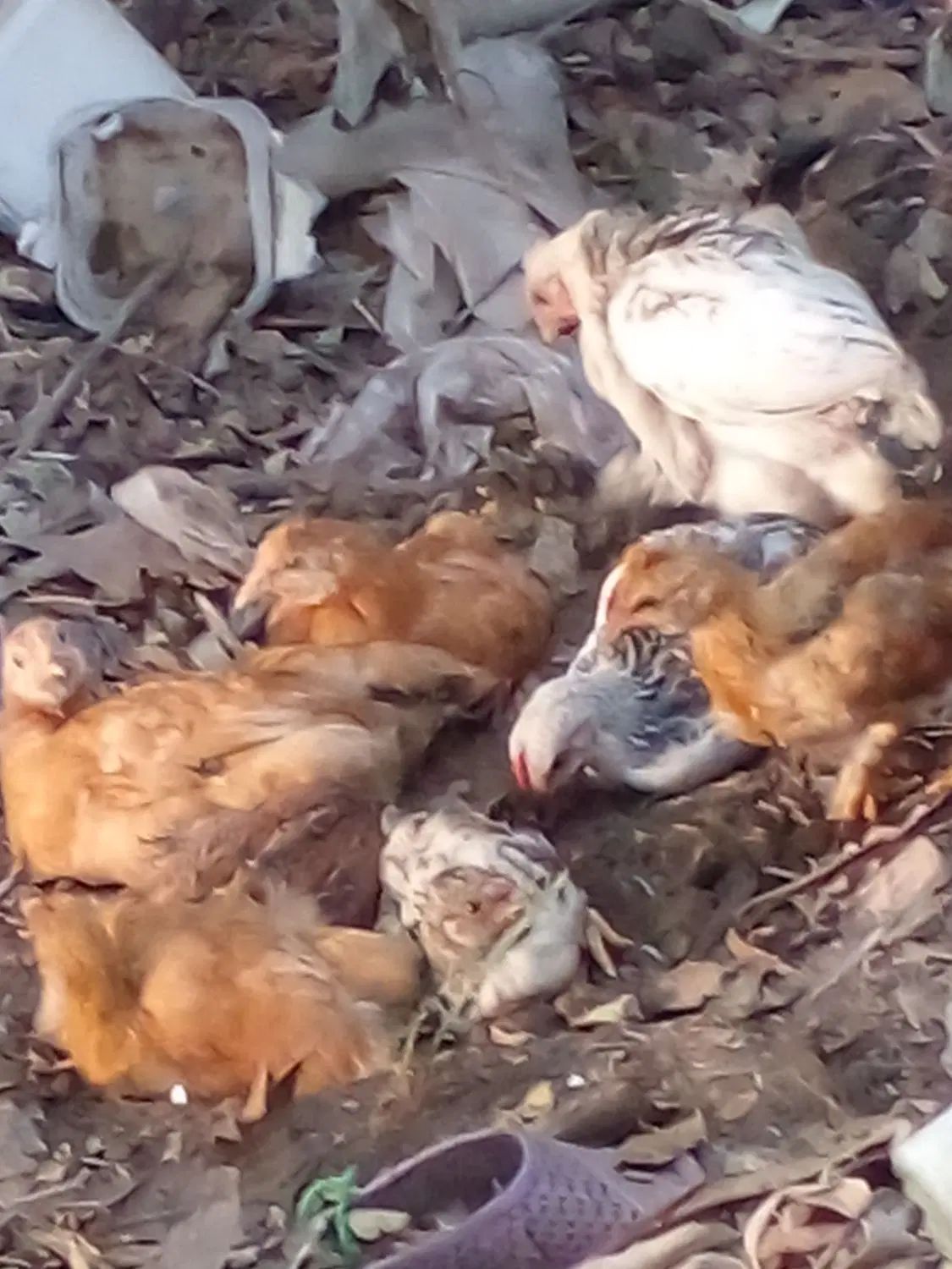 جوجه محلی سه هفته ای|حیوانات مزرعه|رشت, پیرکلاچای|دیوار