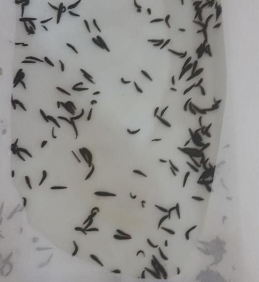 زالو پرورشی کاملا بهداشتی|آرایشی، بهداشتی، درمانی|بهار, |دیوار