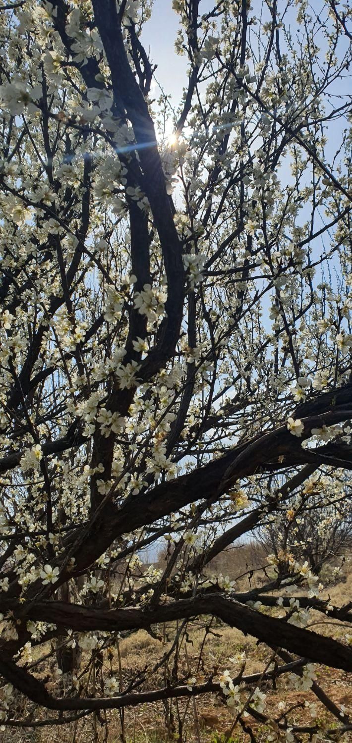 فروش باغ صنعت نفت دالین|فروش زمین و ملک کلنگی|همایجان, |دیوار