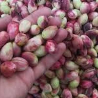 پسته تازه دامغان/خرید مستقیم از باغبان|خوردنی و آشامیدنی|تهران, قیطریه|دیوار