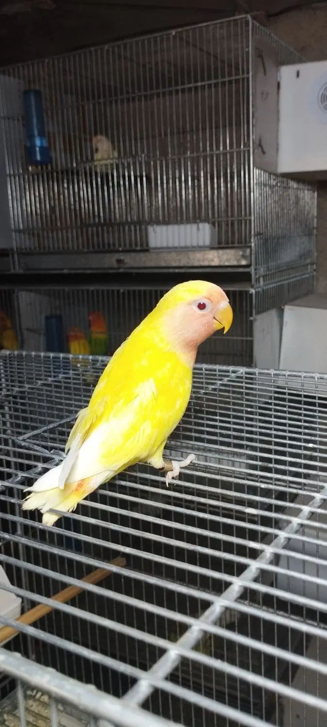طوطی برزیلی دستی سرلاکی/جفت/نرماده/یوونگ/عروس راهب|پرنده|نظرآباد, صالح آباد|دیوار