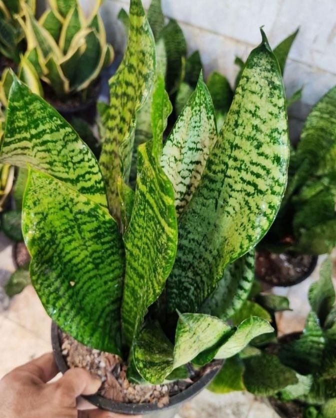 سانسوریا سبز کراواتی دیفن شامادورا یوکا بنجامین|گل و گیاه طبیعی|قم, نیروگاه|دیوار