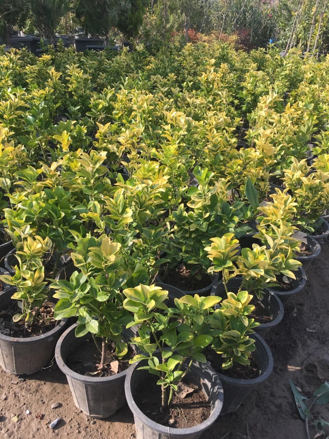 شمشاد طلایی گلدانی سطل ۳/۵ پر فقط ۲۵|خدمات باغبانی و درختکاری|شهریار, شهریار|دیوار