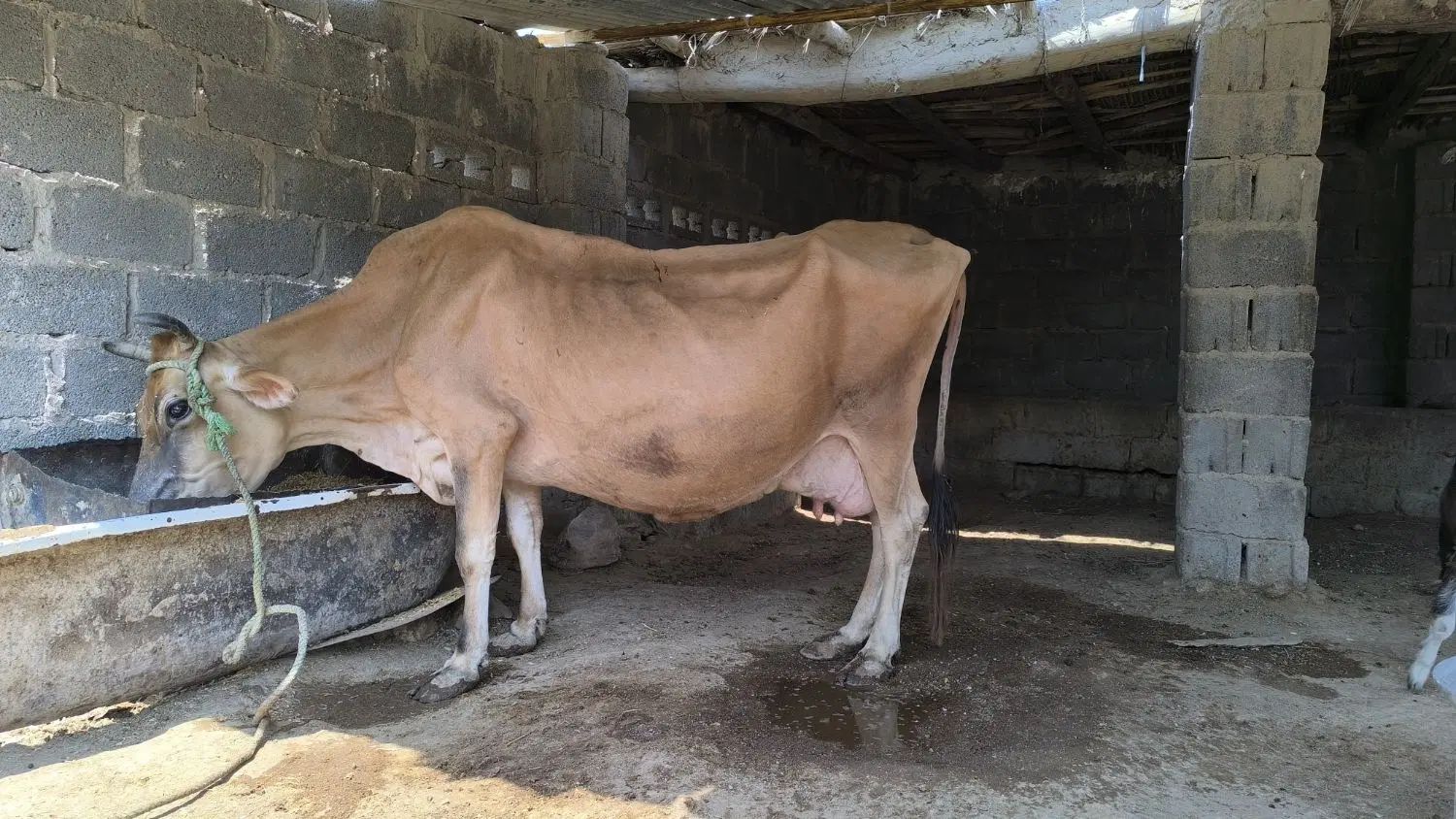 فروش گاو کهره و بره  به صورت یک جا  روستای کنگریشه|حیوانات مزرعه|گراش, |دیوار