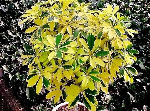 گل شفلرا ابلق و سبز|گل و گیاه طبیعی|تبریز, |دیوار