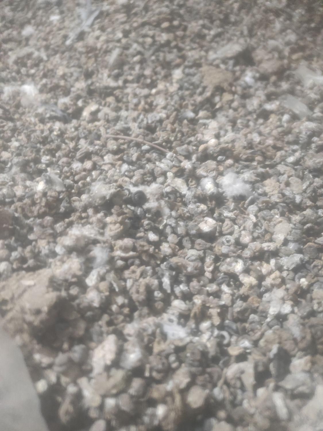 کود کبوتر تمیز و خشک|گل و گیاه طبیعی|بناب, |دیوار