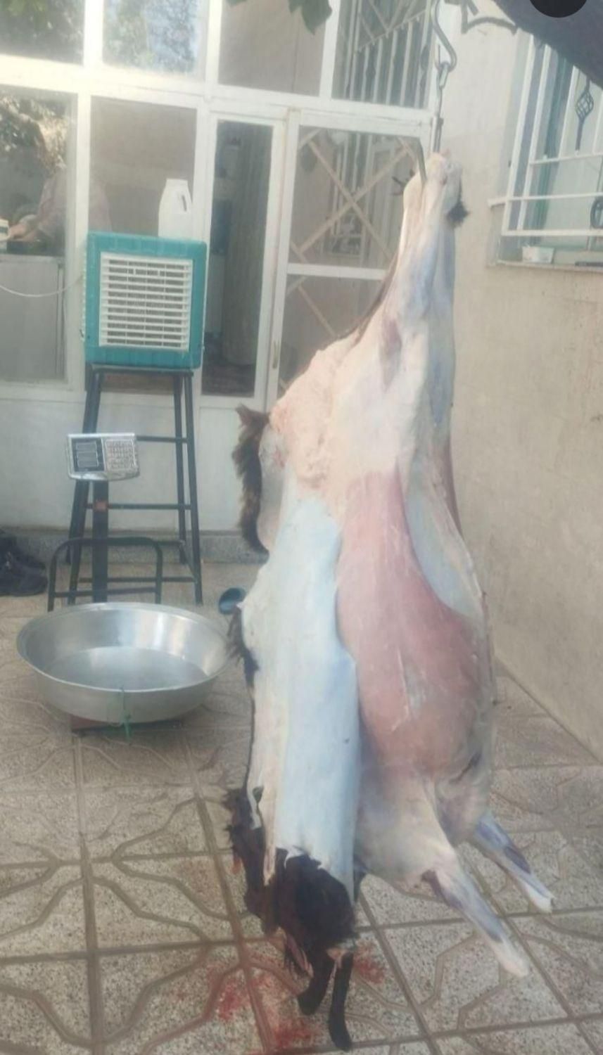 دامداری قدس مشهد گوسفند زنده|حیوانات مزرعه|مشهد, آزادشهر|دیوار