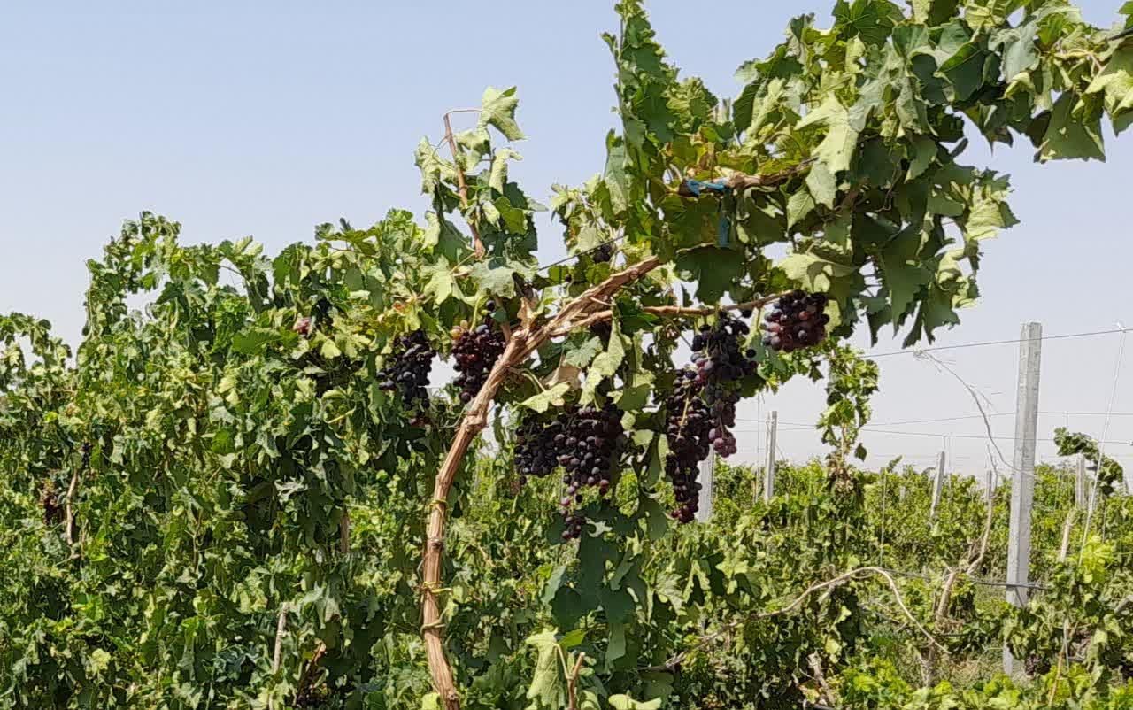 باغ ویلا پنجاه سه هزار متری دو هکتار زعفران|فروش خانه و ویلا|مشهد, هفده شهریور|دیوار