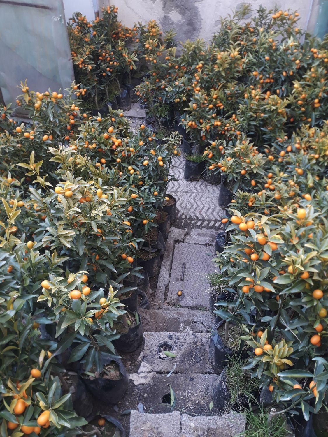 نهال کامکوآت ۲ الی ۳ ساله مناسب خانه و باغچه|گل و گیاه طبیعی|کرج, شهرک سهرابیه|دیوار