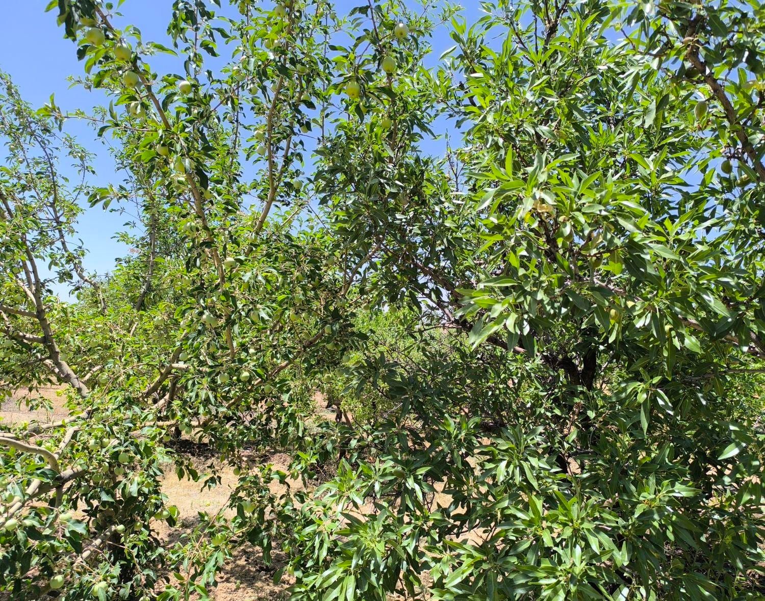 باغ مستح و صاف|فروش دفتر صنعتی، کشاورزی، تجاری|سامان, |دیوار