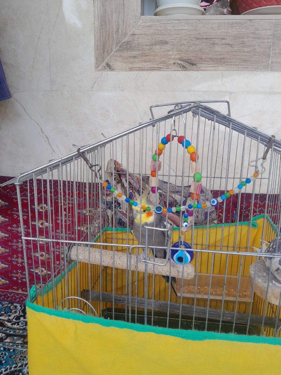 طوطی عروس رام|پرنده|رشت, حمیدیان|دیوار