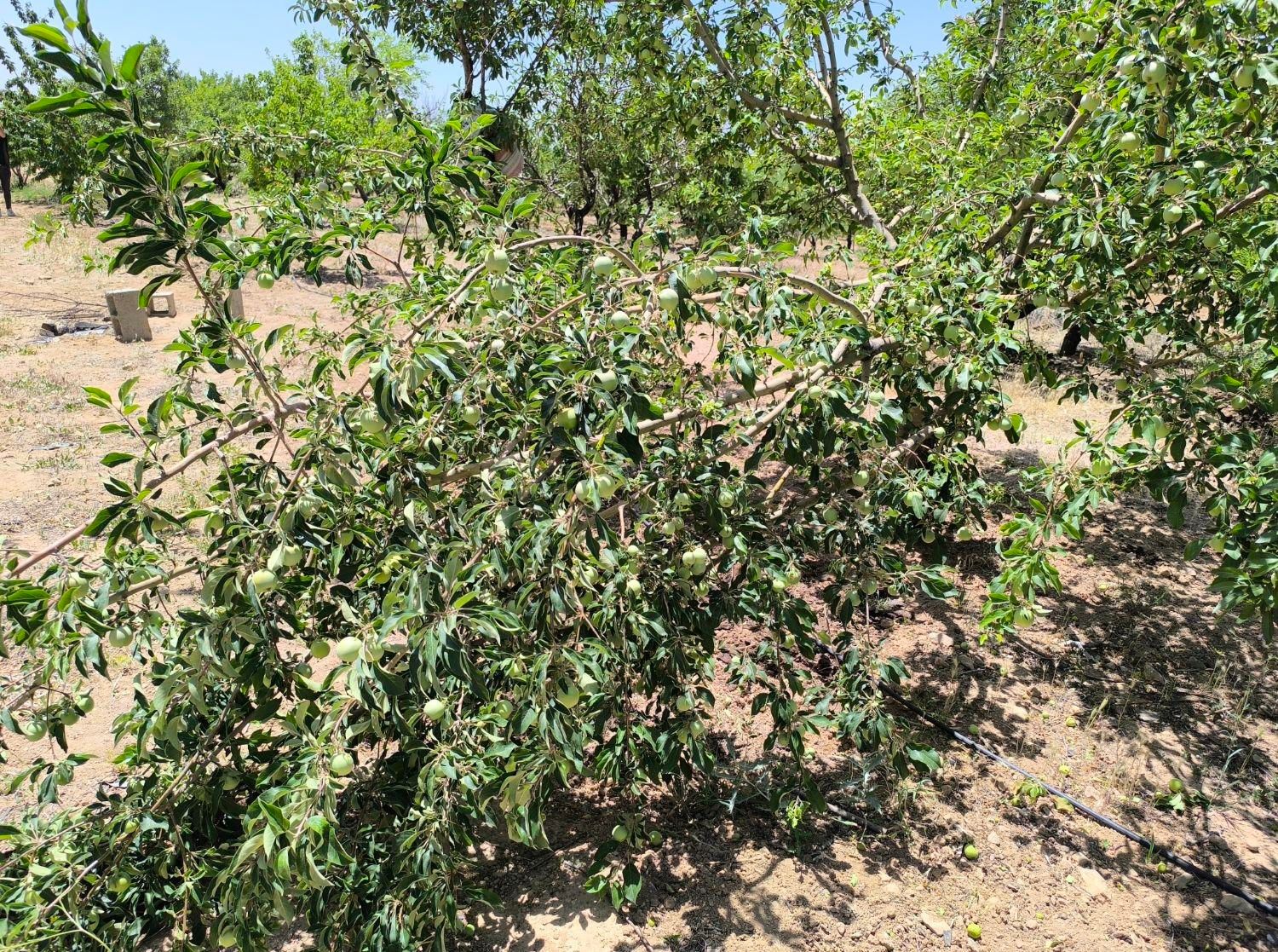 باغ مستح و صاف|فروش دفتر صنعتی، کشاورزی، تجاری|سامان, |دیوار