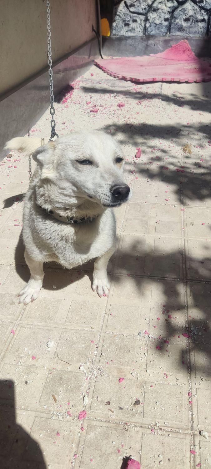 سگ خانگی پاکوتا|سگ|هشترود, |دیوار