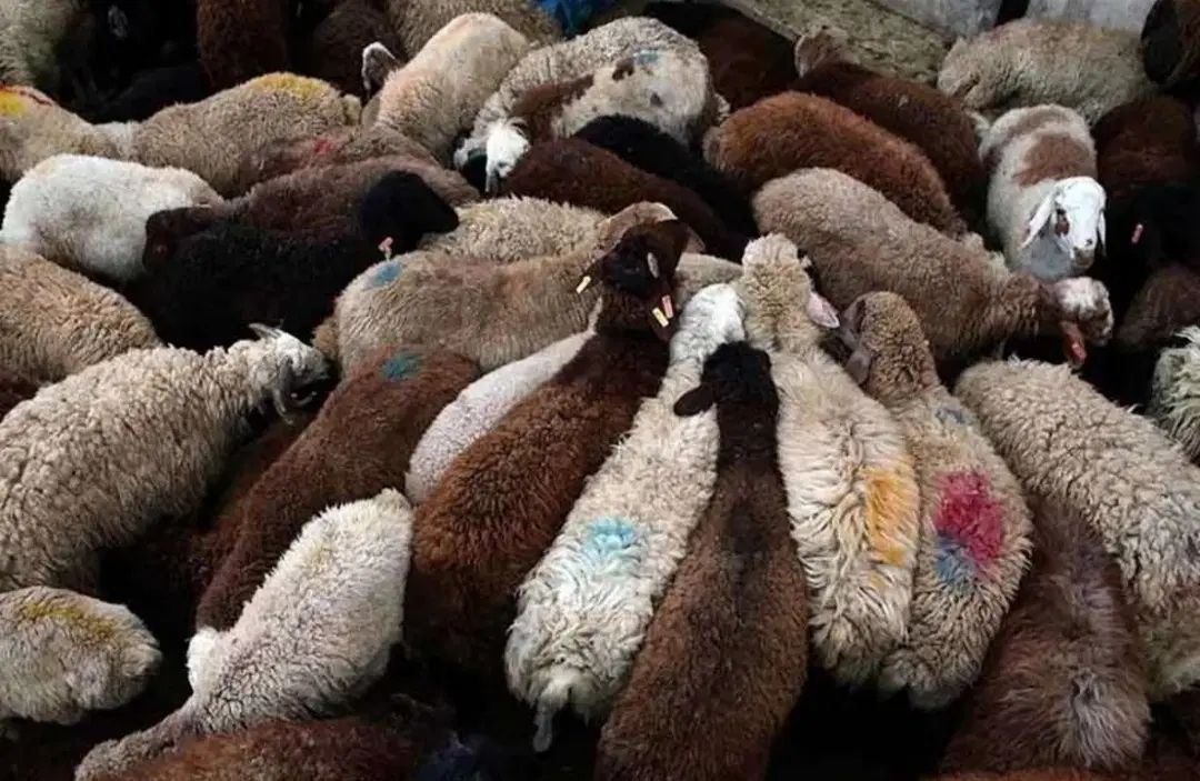 انواع گوسفند سبک و سنگین به قیمت بازار دام ووخونی|حیوانات مزرعه|مشهد, توس (بلوار توس)|دیوار
