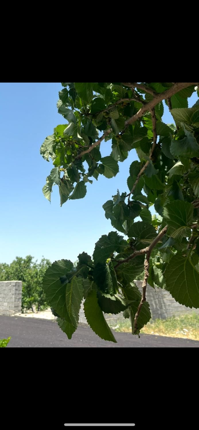 باغچه درختی قدیمی آب کشاورزی برق|فروش زمین و ملک کلنگی|شهریار, رنگرز|دیوار