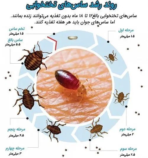 سمپاشی تهران و حومه سم پاشی ساس موش سوسک مورچه|خدمات نظافت|تهران, صادقیه|دیوار