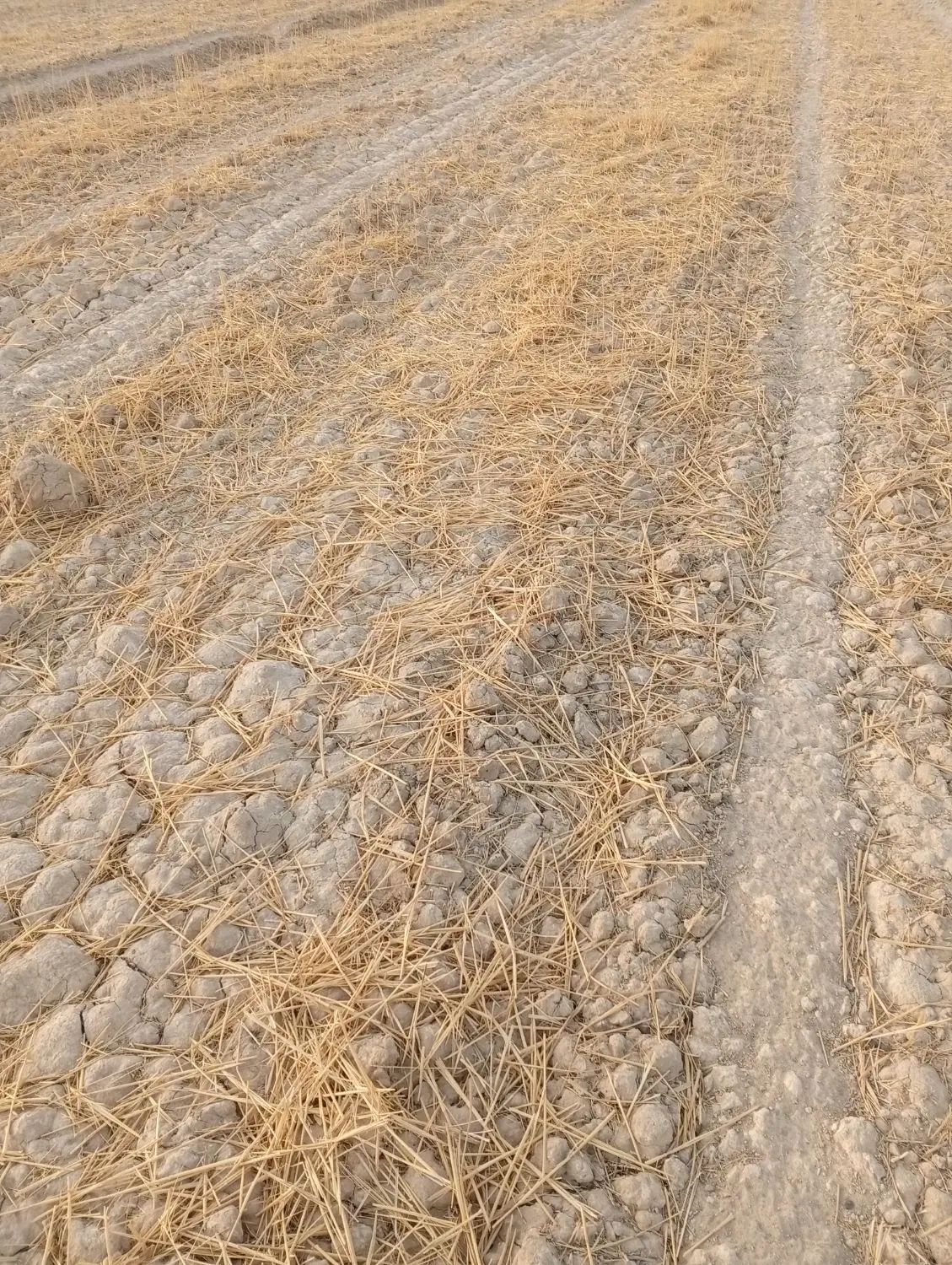 زمین کشاورزی برای اجاره در جراحی روستای البوعلایج|اجارهٔ دفتر صنعتی، کشاورزی، تجاری|چمران, |دیوار