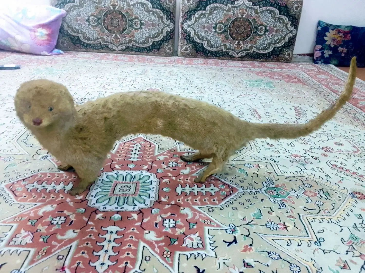 راسوگوشت خوار یک مترو۳۰سانتی|مجسمه، تندیس، ماکت|کرج, کیانمهر|دیوار