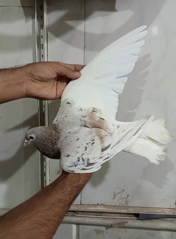 کفتر ساده خال چپ هفترنگ|پرنده|مشهد, انقلاب|دیوار