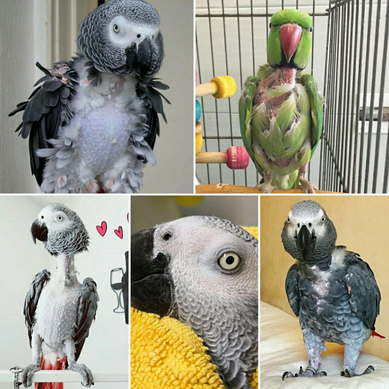 خریدو فروش طوطی کاسکو سخنگو پرکن / صاف|پرنده|شیراز, شهرک امیر کبیر|دیوار